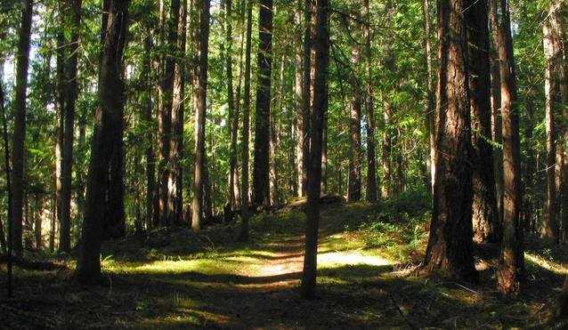 A forest